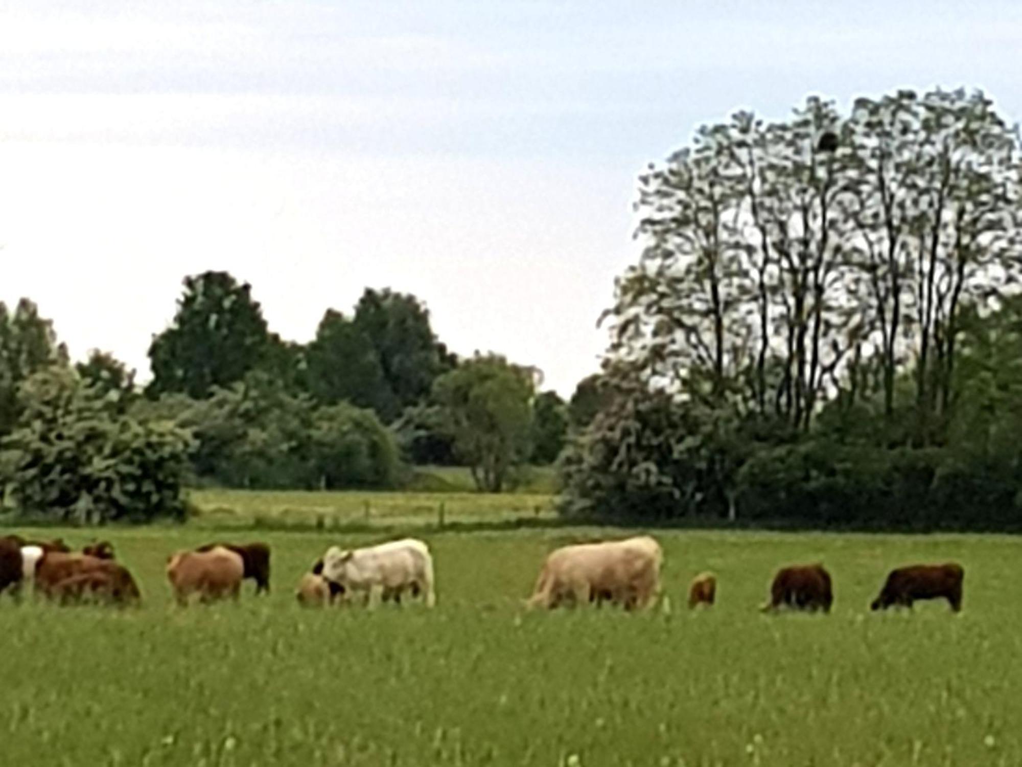 Ferienwohnung Wolf Nietwerder Zewnętrze zdjęcie